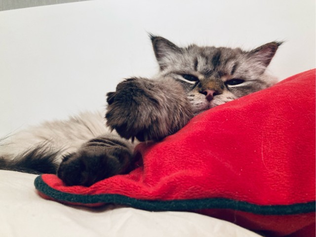 котовторник, ещё успел