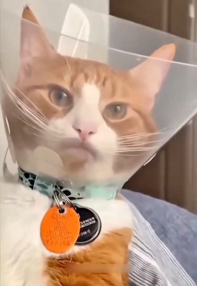 Приключения торшеров