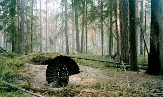 У глухарей в разгаре ток