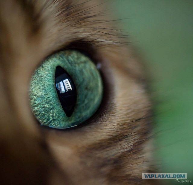 Котовторник 23.07.2013