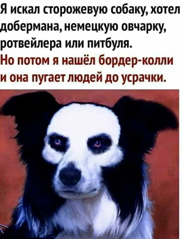 Картинки для деградации 247 (разной степени свежести)