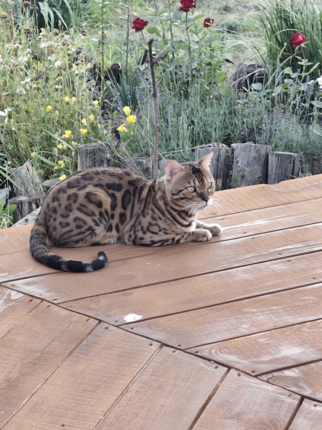 Очередной котовторник