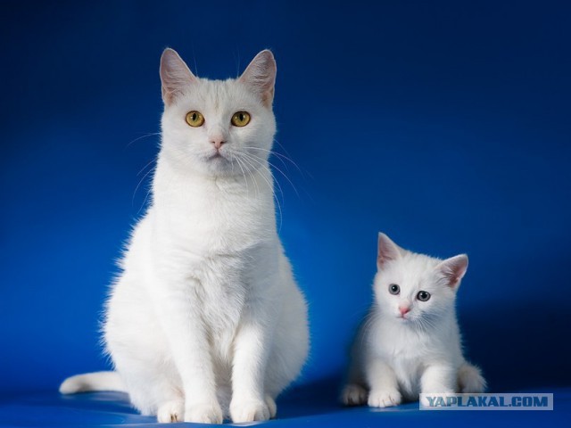 Котовторник 26.11.2013