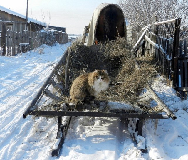 Не про олимпиаду