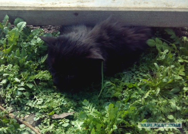 Котовторник 01.04.2014