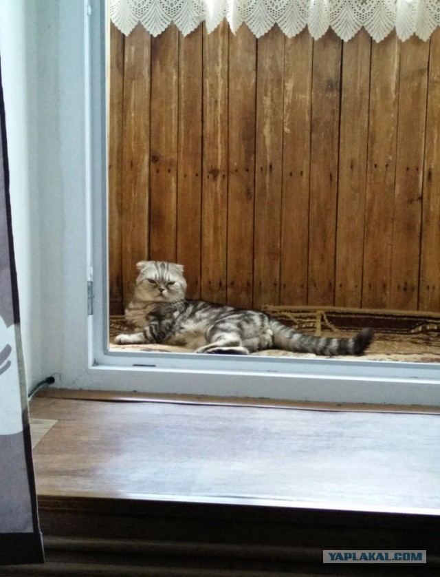 Котовторник 01.07.2014