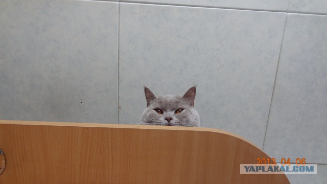 Котовторник 23.09.2014.