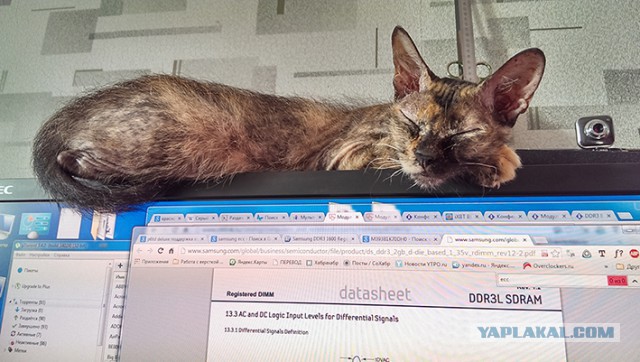 А как спит ваш кот?