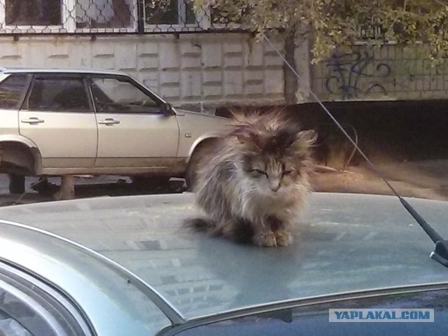 Котовторник 21.10.2014