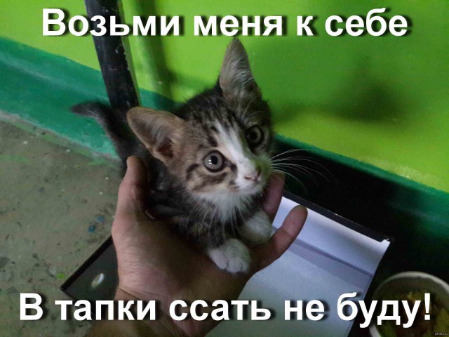 Известные котомемы.