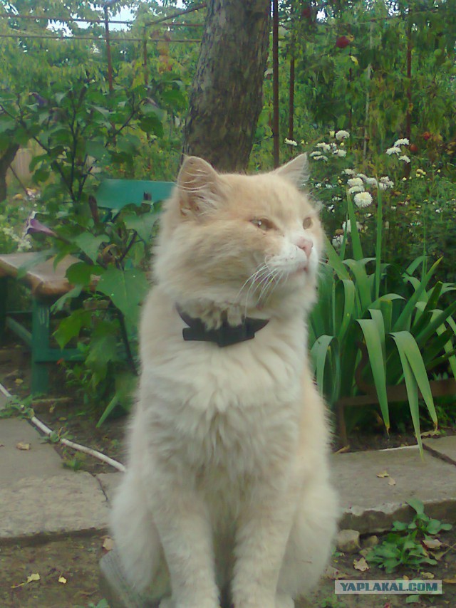 Банный день кота