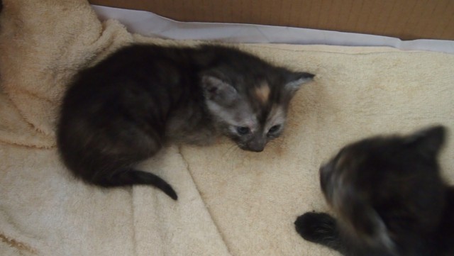 Котовторник 7.07.2015