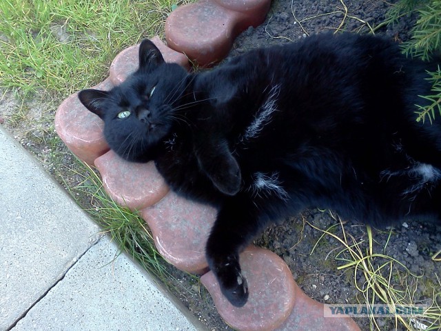 Котовторник 25.08.2015