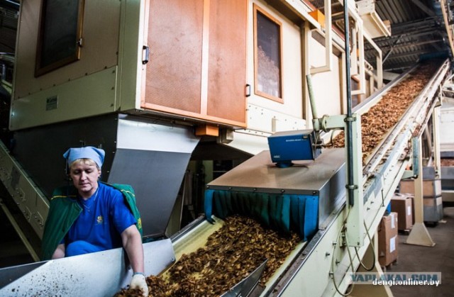 Как в Беларуси делают сигареты: репортаж