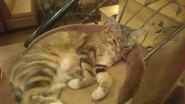 Котовторник
