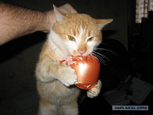 Привет кошатникам!