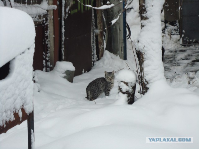 Мой личный котоленд 4