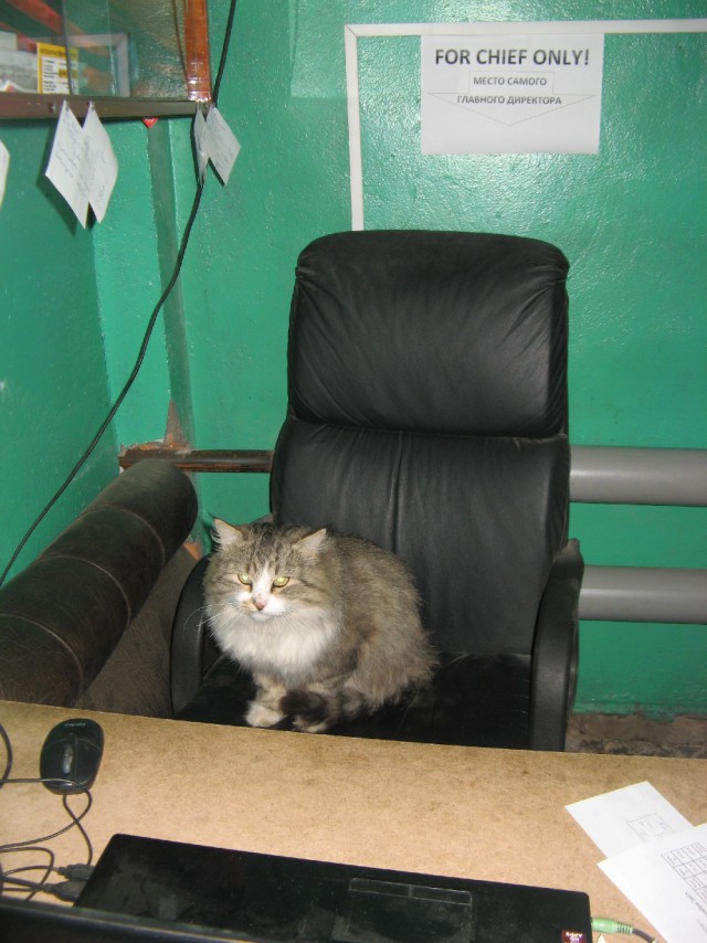 Котовторник 22.12.2015