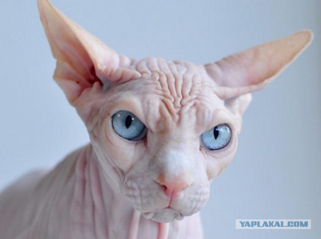 12 самых популярных котов интернета