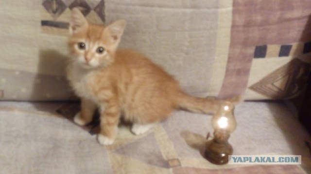 В тему котовторника. Бой рыжего бесенка со смертью