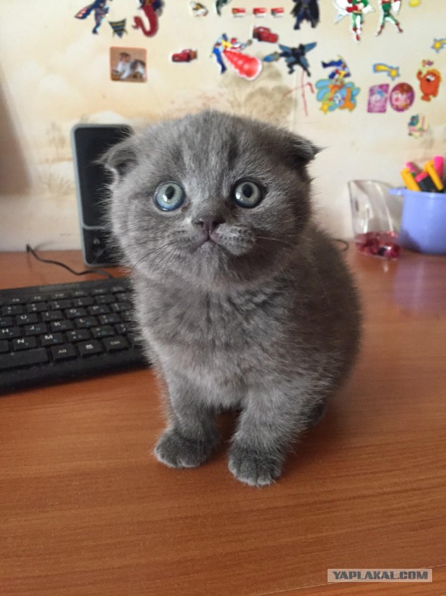 Котовторник 16.02.16