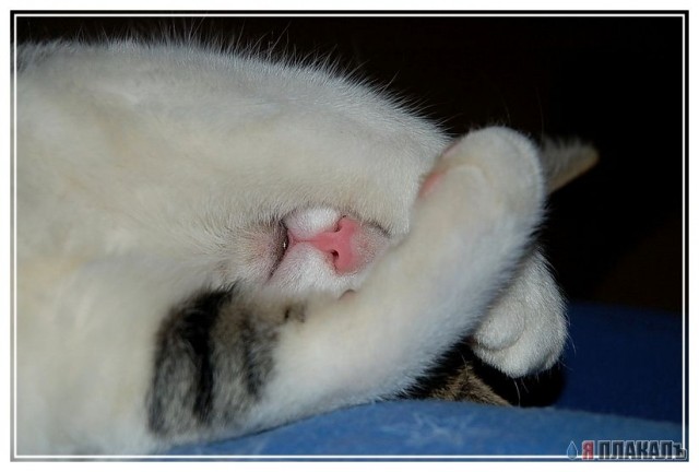 Коты, кошки, котята