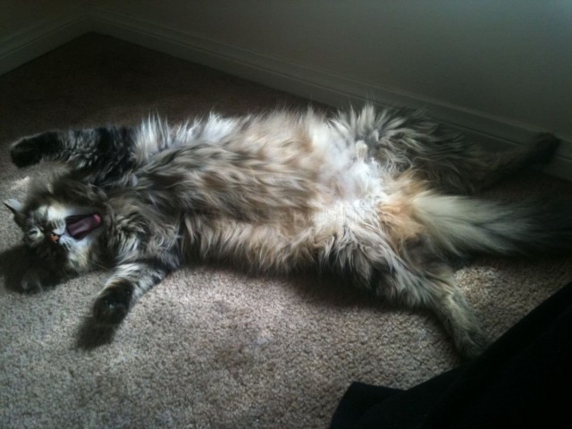 Скотинки - Животинки