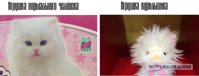 Кошечка с aliexpress. Видимо шла пешком из Китая