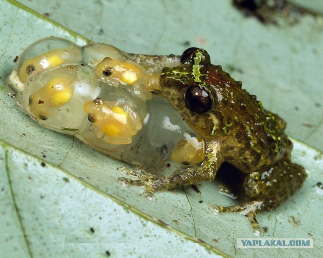 Скоро во всех гнёздах страны!... и не только