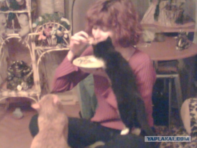 Котовторник 17.05.2016