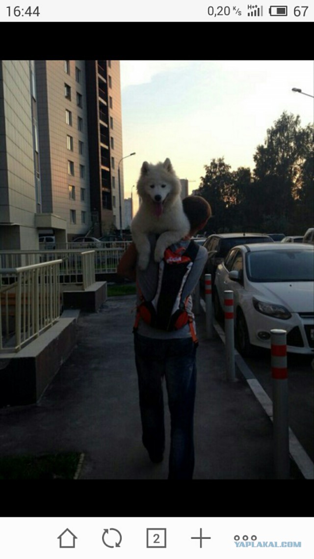 Срочно на ручки!
