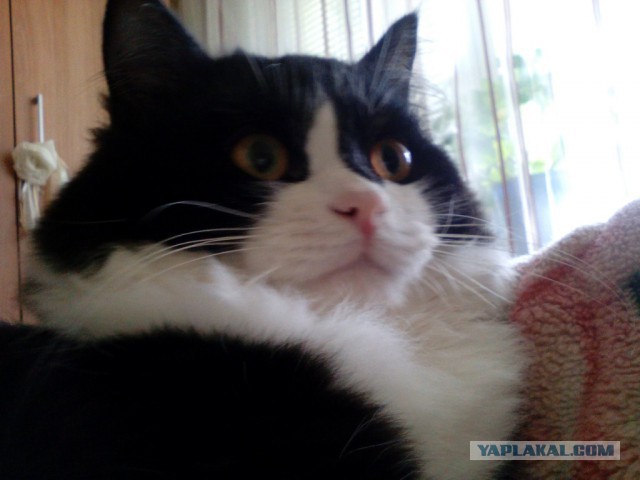 Котовторник 20.09.2016