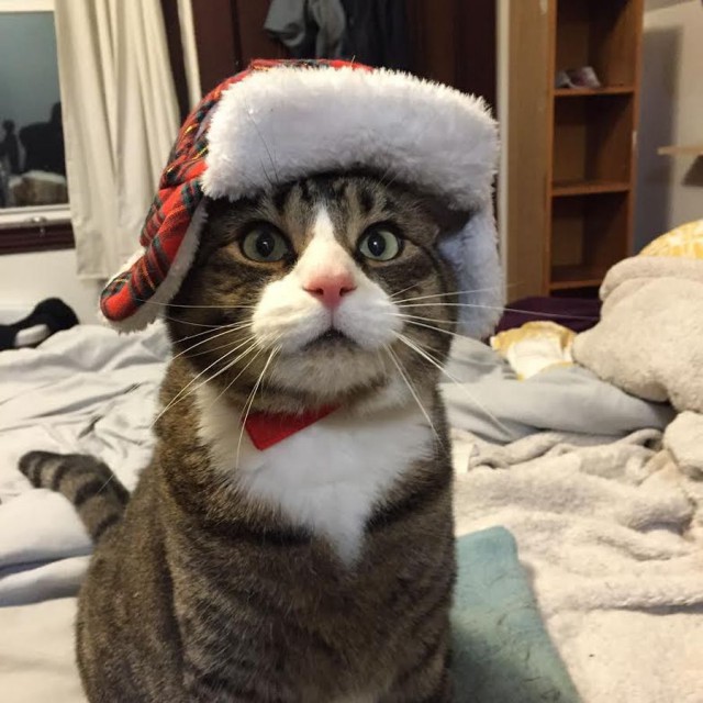Коты из сети