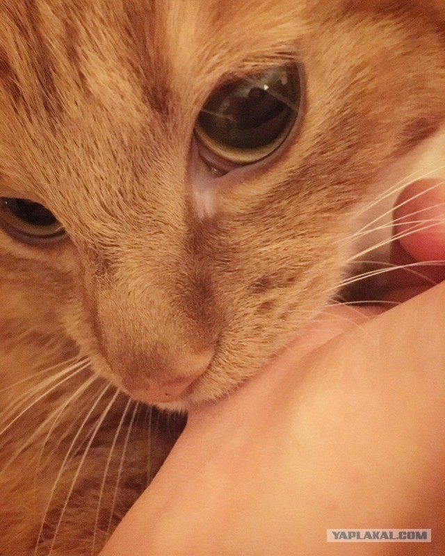 Котовторник  05.12.2017