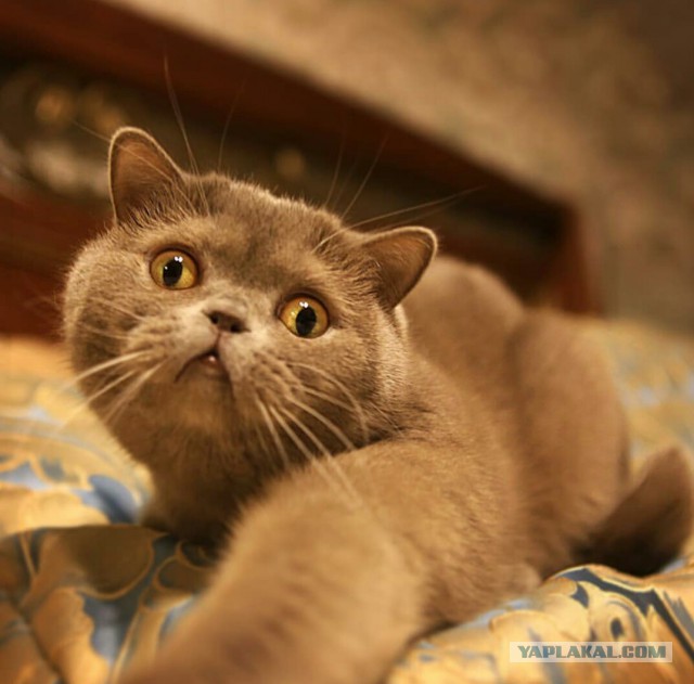 Котовторник 9.01.2018