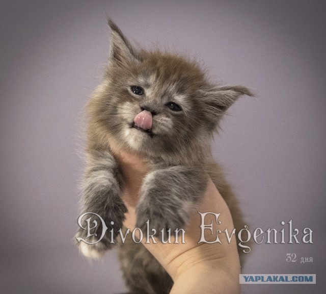 Котовторник 27.02.2018 наступил!