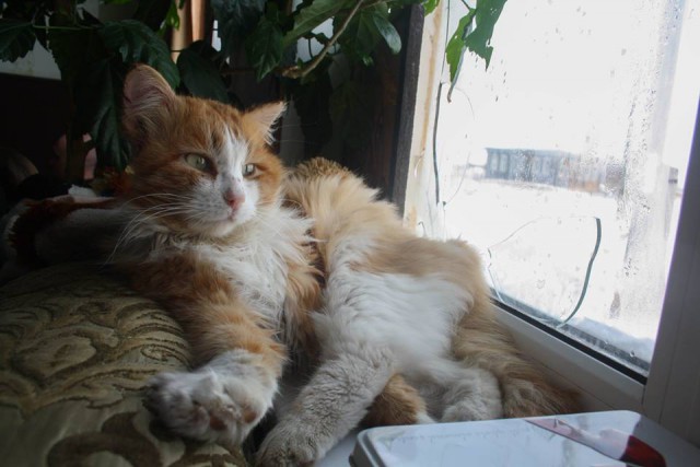 Котовторник 13.03.2018