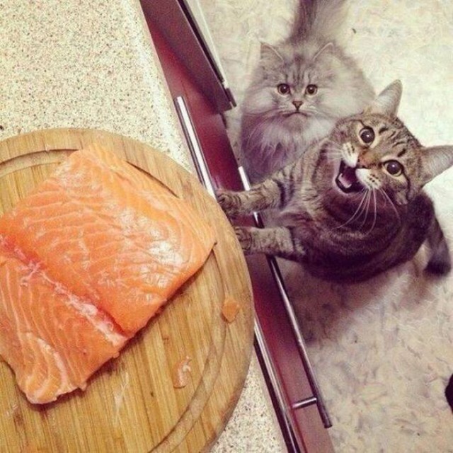 Фотобомбы котов