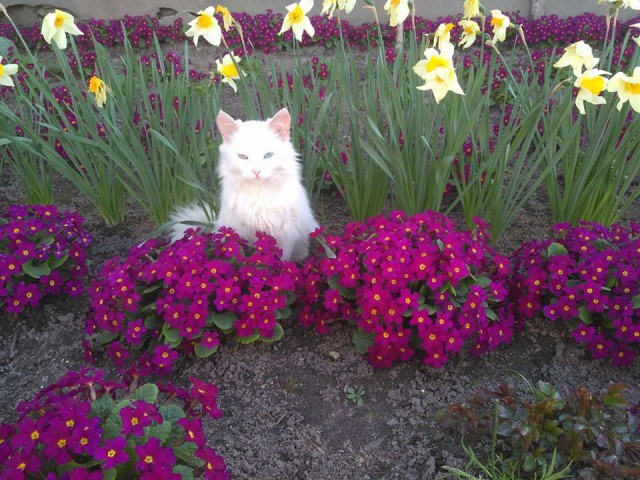 Котовторник 24.04.2018