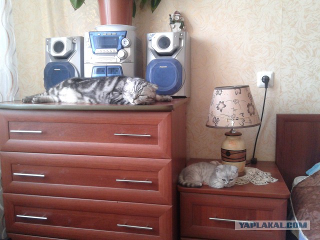 Котовторник  01.05.2018
