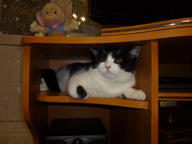 Котовторник 05.06.2018