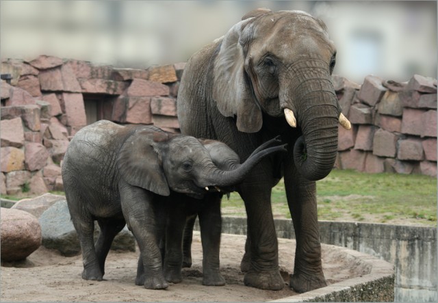 Мама, откуда берутся маленькие слоники?