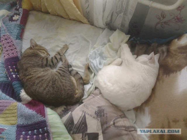 Котовторник 11.09.18.