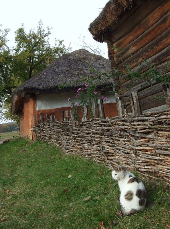 Котовторник, 19 октября