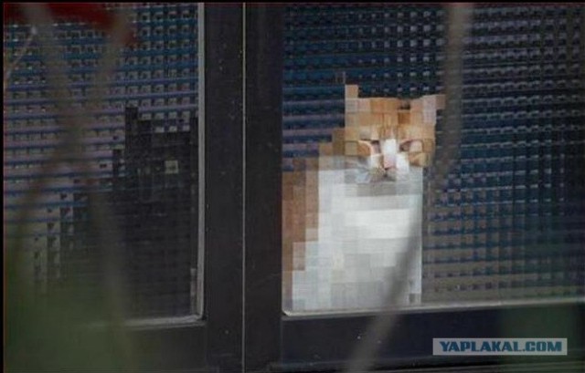 Как же можно про котовторник забыть?!