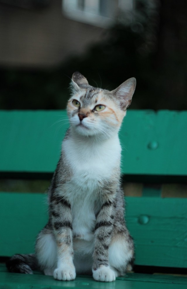 Котовторник с Максом