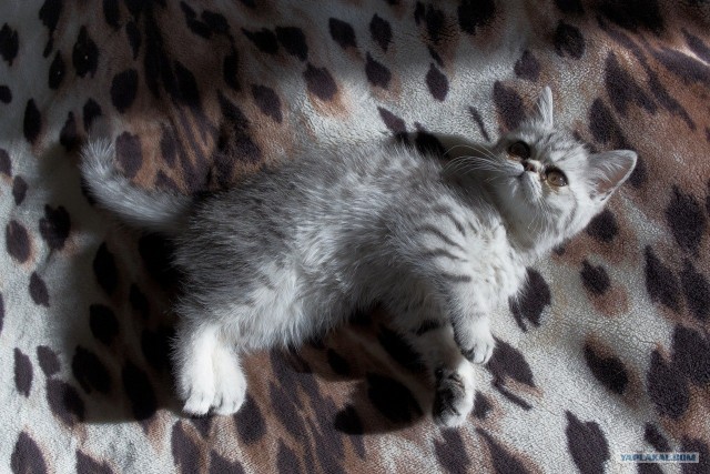 Котовторник 1.11.11