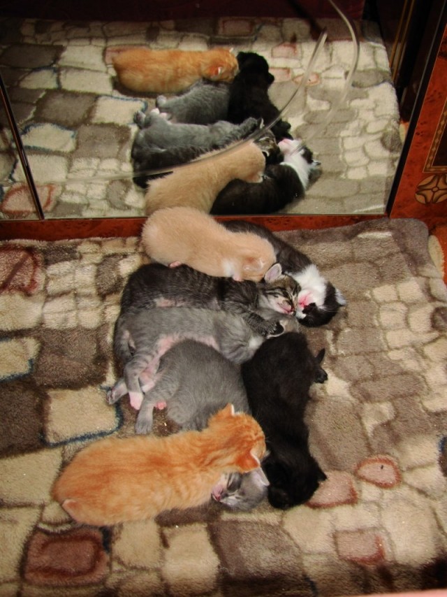Котовторник 22.11.11