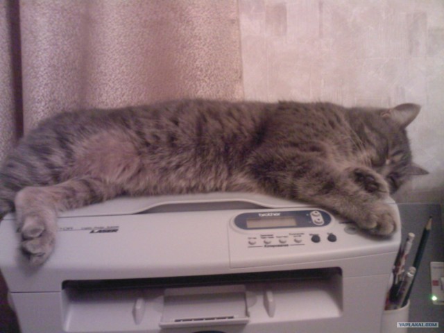 Котовторник (24. 01. 2012 )