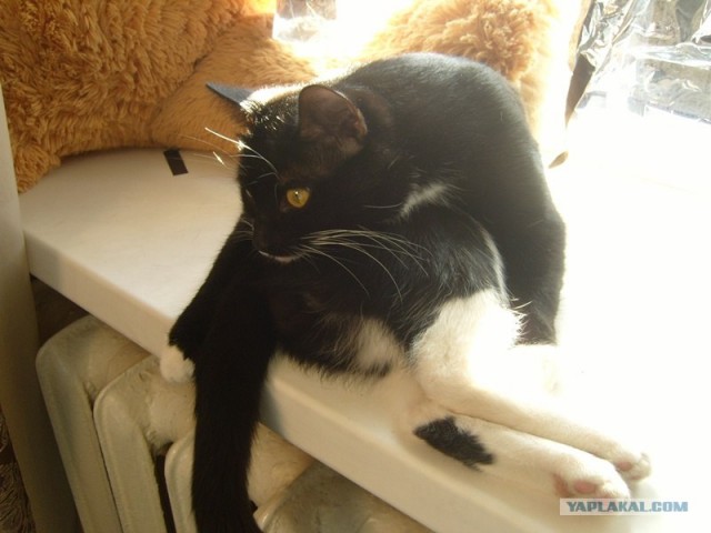 Котовторник (14.02.2012)
